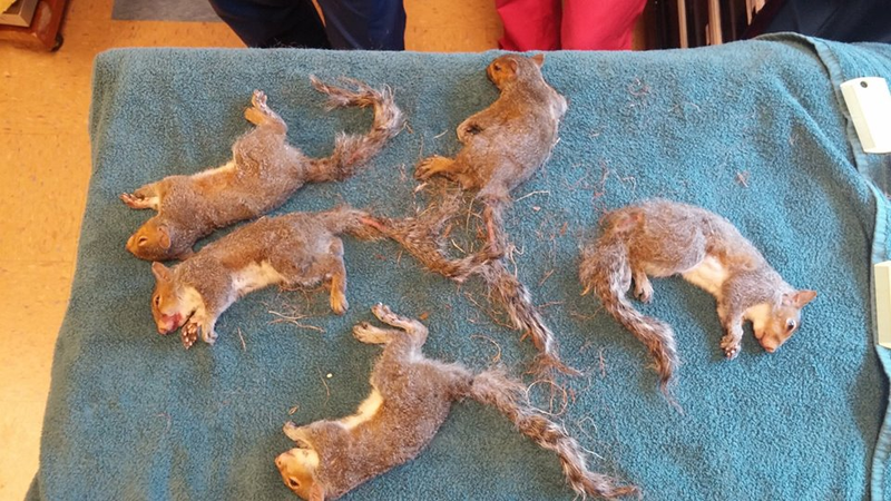 Illustration for article titled Five Baby Squirrels Who Got Their Tails Tangled in a Knot Are Fine Now, Thanks